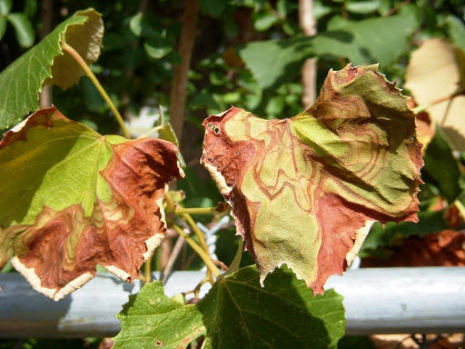 Xylella Fastidiosa 